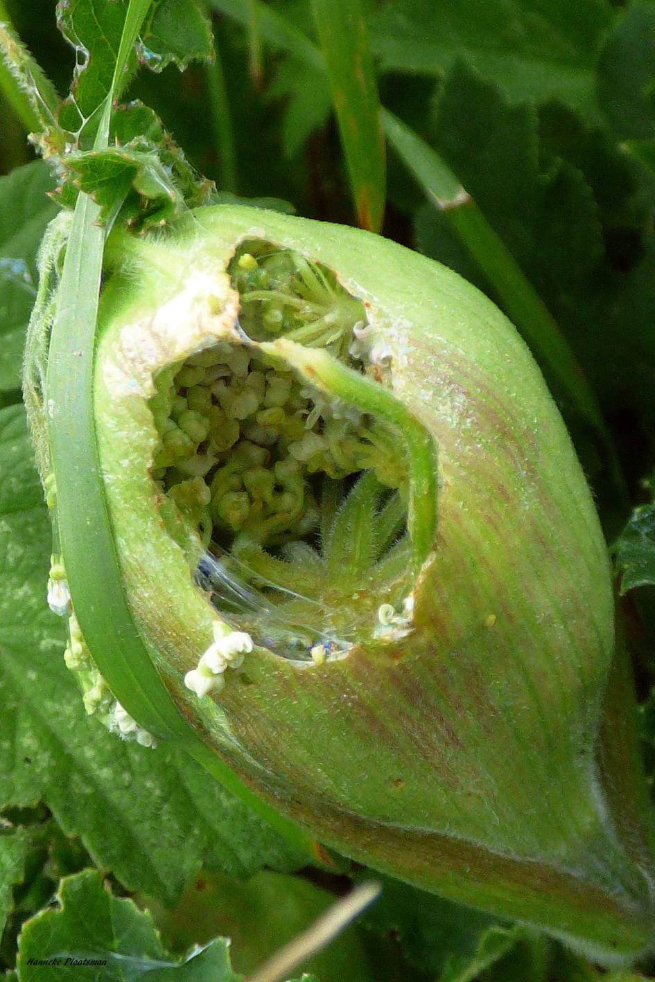 Werk van de Barnsteenslak? - Planten - 