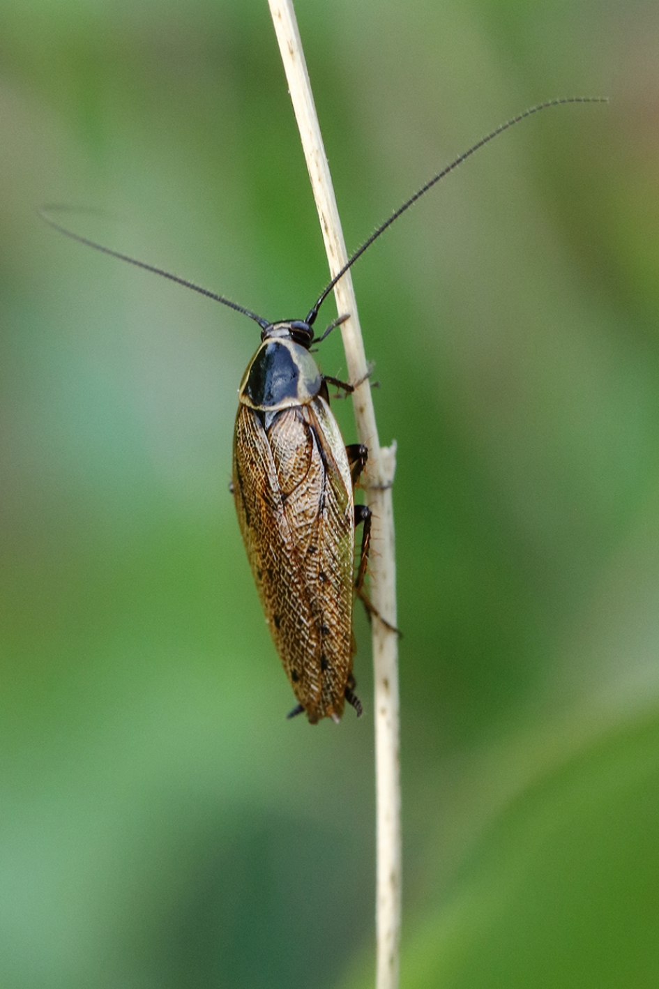 what's in a name - Geleedpotigen - 