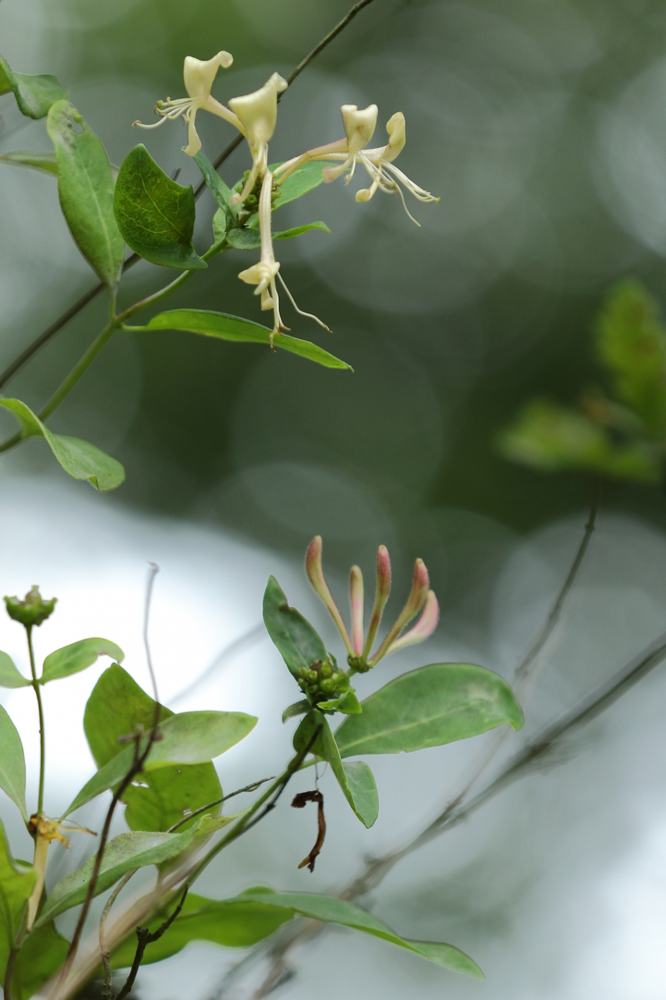 wilde kamperfoelie - Planten - 