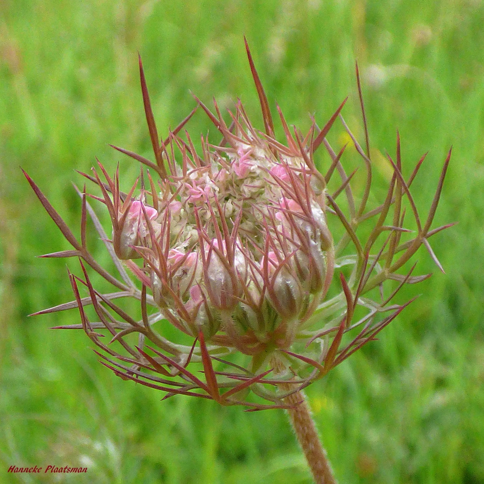 Wilde peen - Planten - Wilde peen
