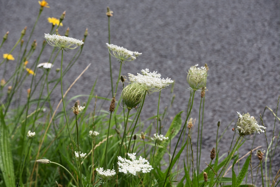 Wilde peen - Planten - 