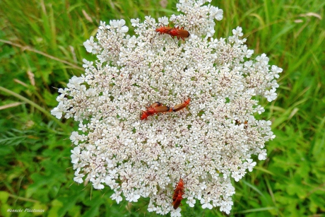 Wilde peen als sexclub