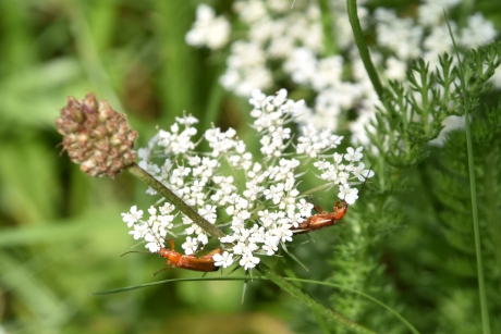 Wilde peen met  "soldaatjes"