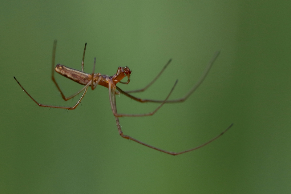 wireless - Geleedpotigen - strekspin onbekend