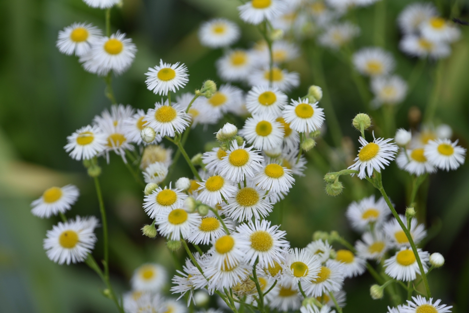 Wit/geel - Planten - 