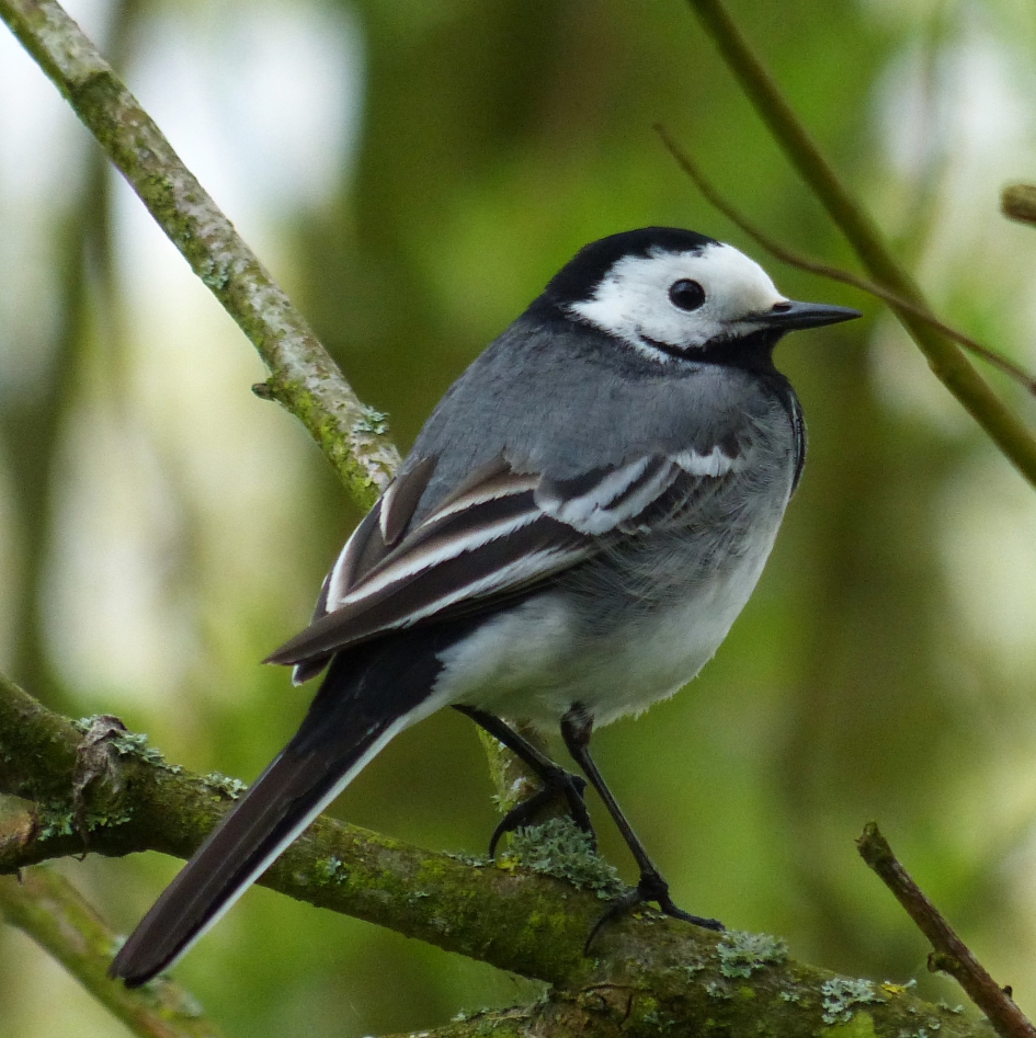 witte kwikstaart - Vogels - witte kwikstaart