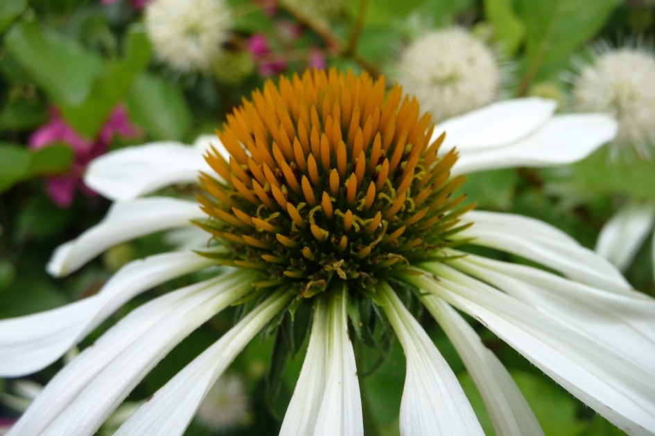 Witte zonnehoed - Planten - 