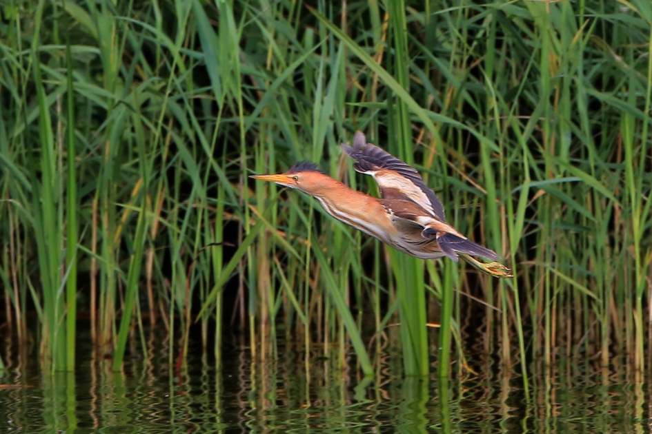 Woudaapje - Vogels - Woudaap