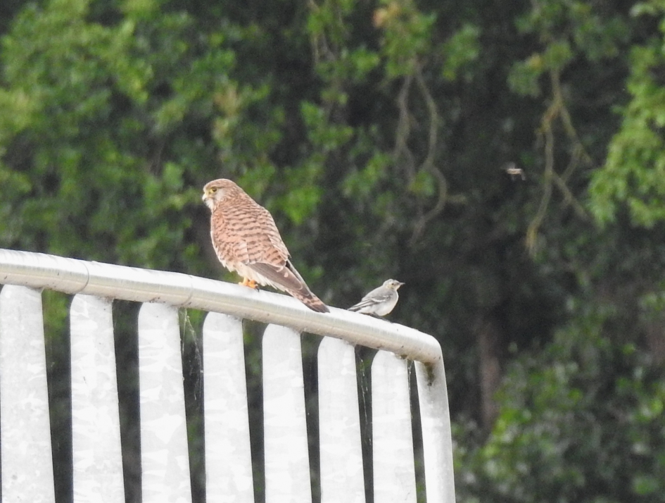 Ze kijken elkaar niet aan. - Vogels - Torenvalk