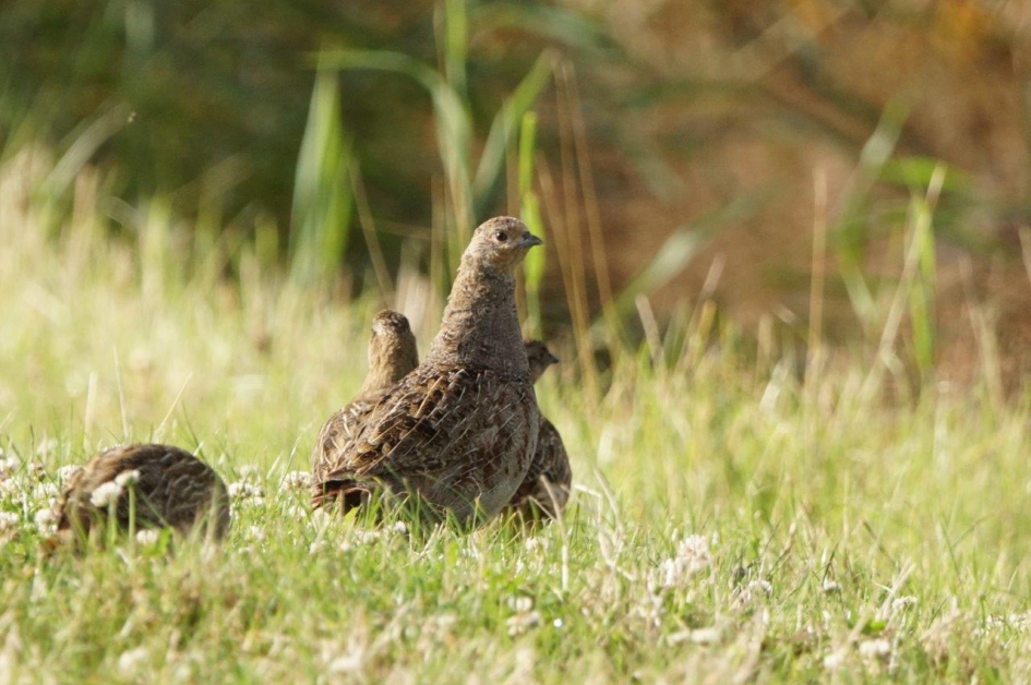 Ze zijn er nog - Vogels - Parijs