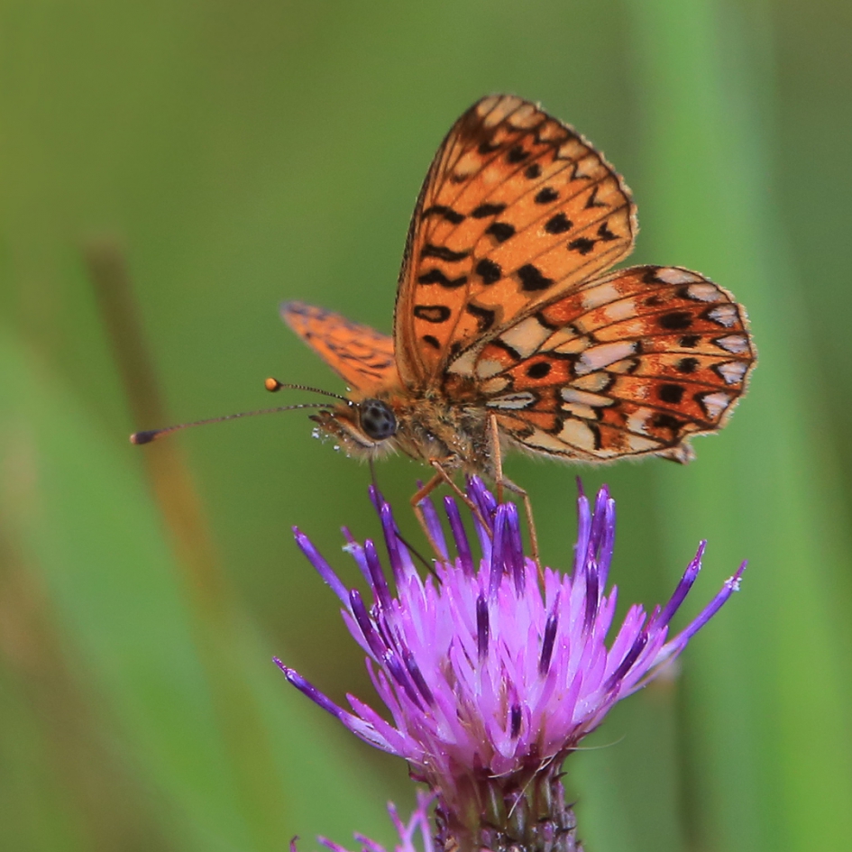Zilveren Maan - Overig - Zilveren Maan