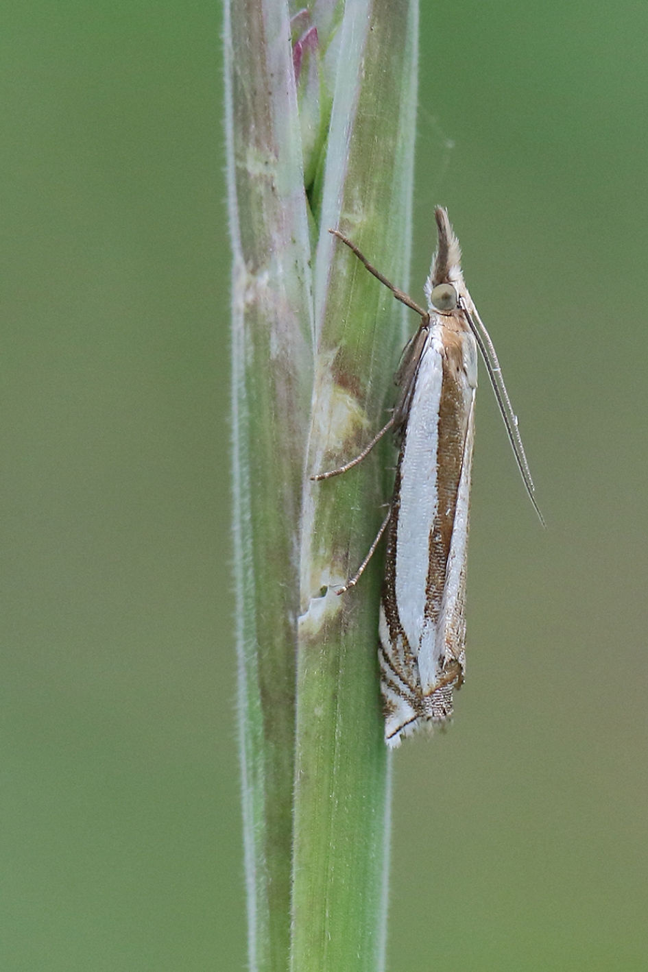 zilverstreepgrasmot - Geleedpotigen - 