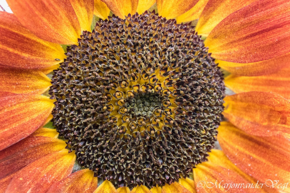 Zonnebloem - Planten - Zonnebloem