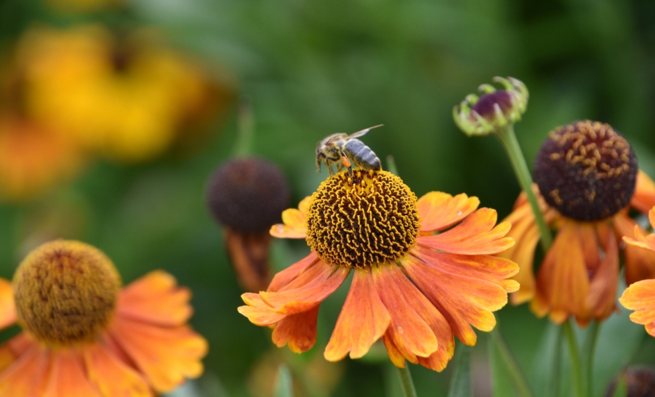 Zonnehoed - Planten - 