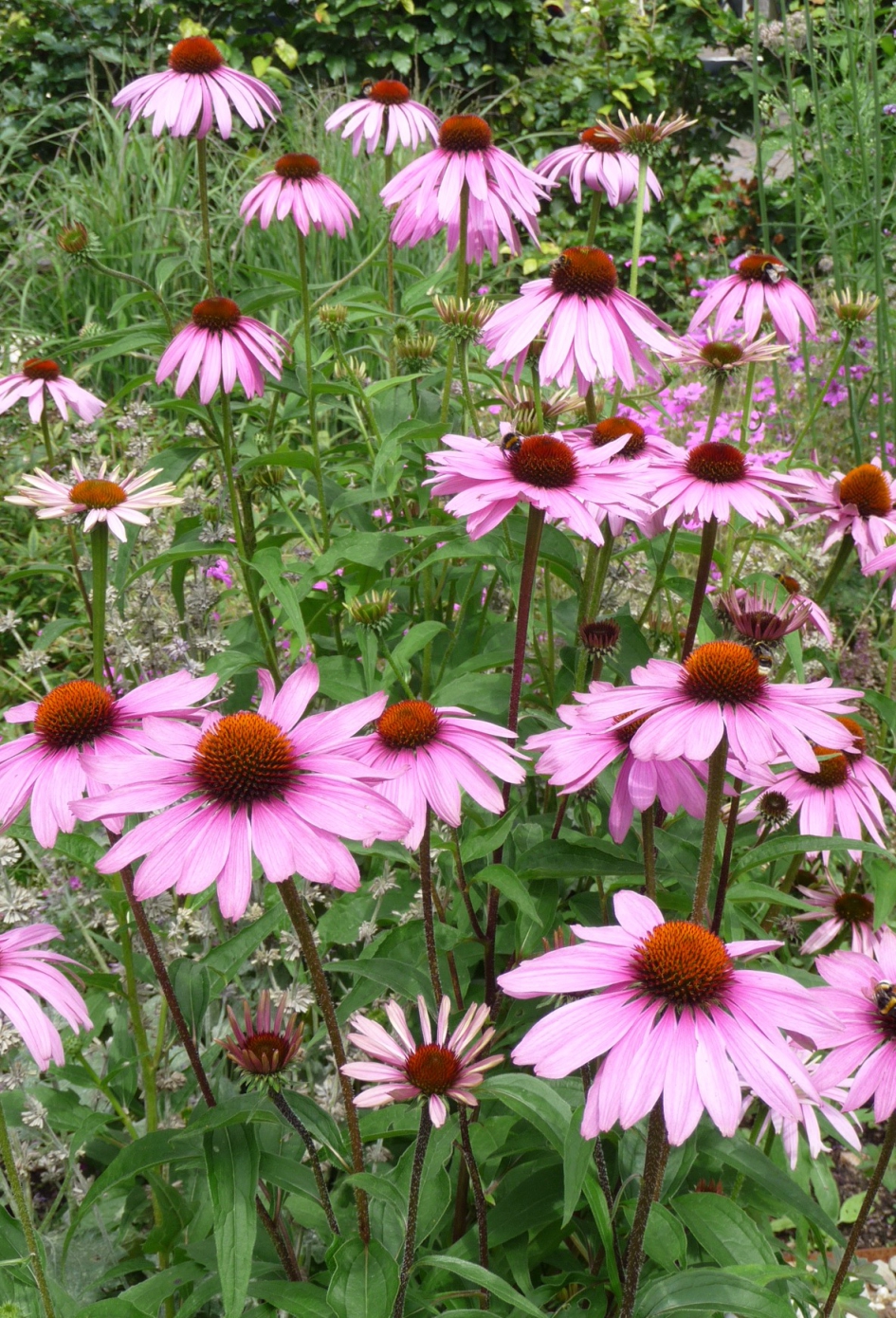 Zonnehoed - Planten - 