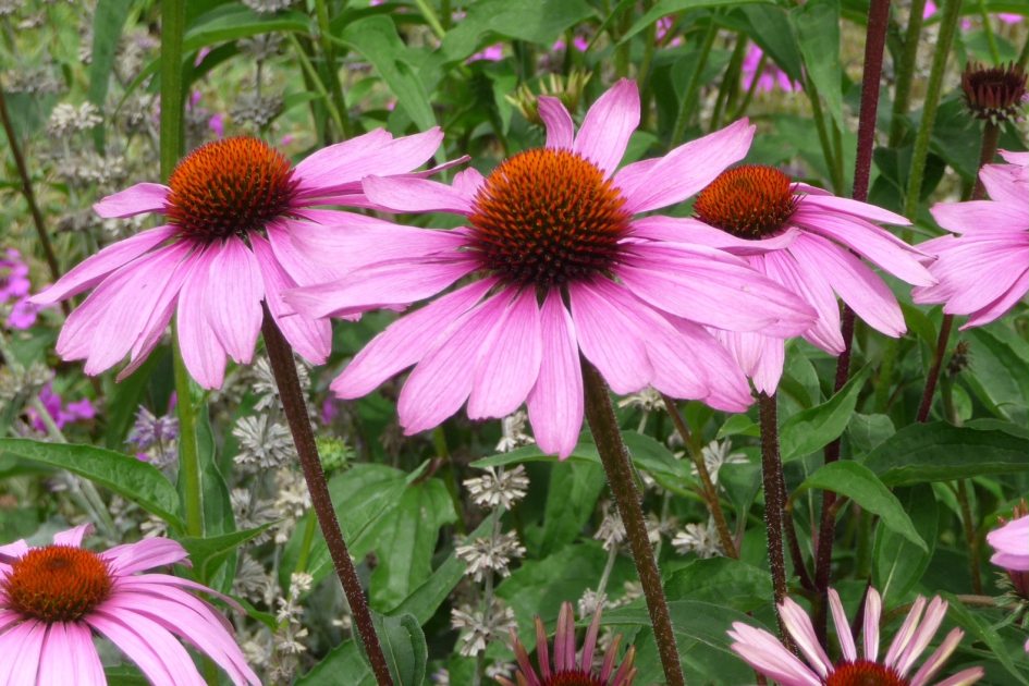 Zonnehoed - Planten - 