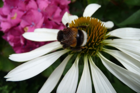 Zonnehoed met hommel