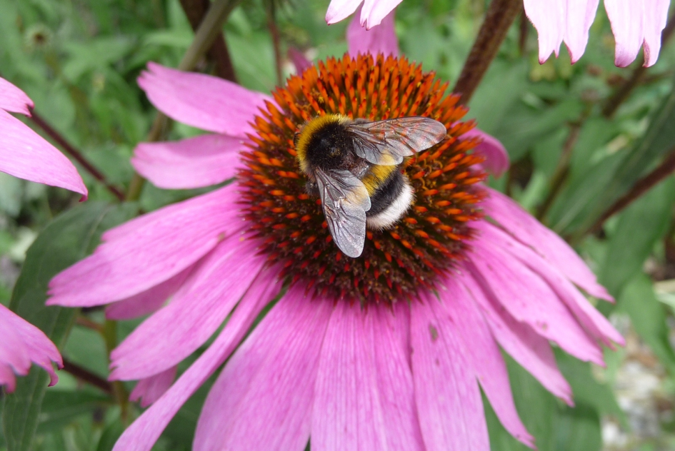 Zonnehoed/roze - Planten - 