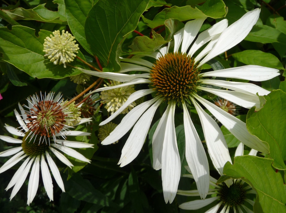 Zonnehoed/wit - Planten - 