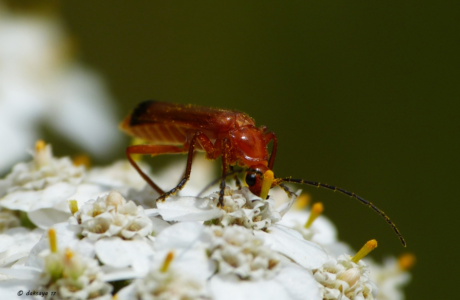 Zou hier nog iets inzitten? - Geleedpotigen - Kleine rode weekschildkever