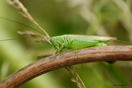 Zuidelijk spitskopje
