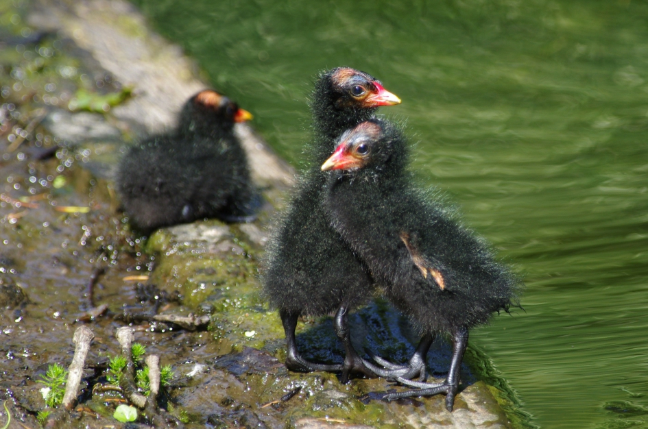 Zullen we dansen? - Vogels - Waterhoentjes