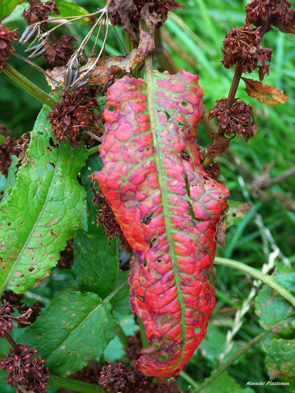 Zuring - Planten - Zuring