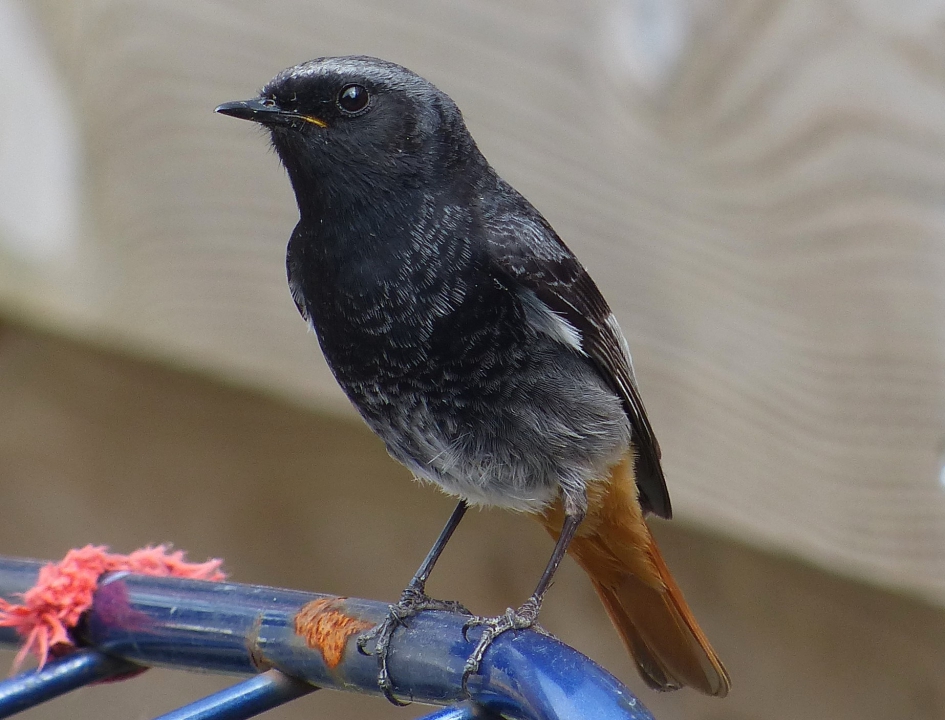 zwarte roodstaard - Vogels - zwarte roodstaard