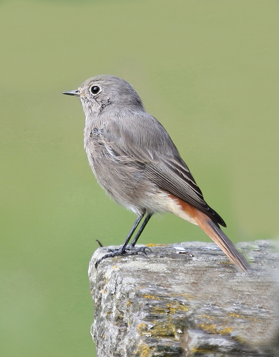 zwarte roodstaart -v- - Vogels - 