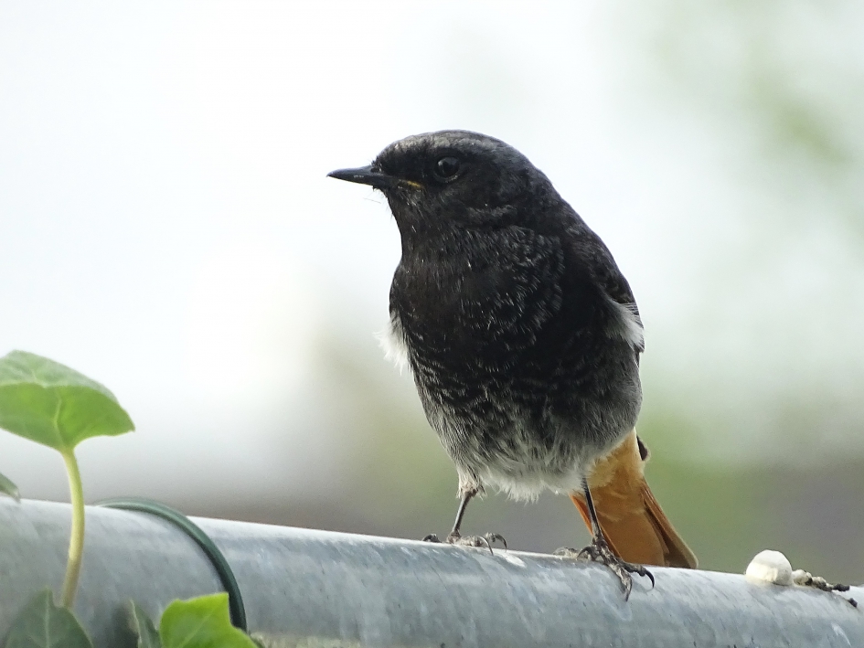 Zwarte Roodstaart - Vogels - Zwarte Roodstaart