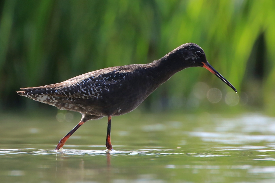 Zwarte Ruiter - Vogels - Zwarte Ruiter