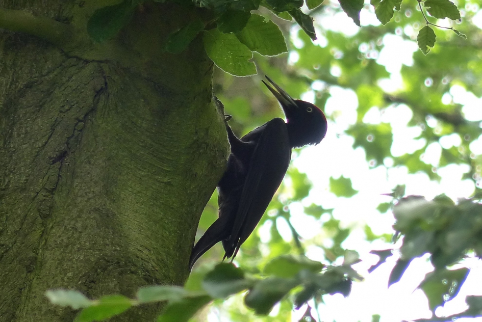 zwarte specht - Vogels - zwarte specht