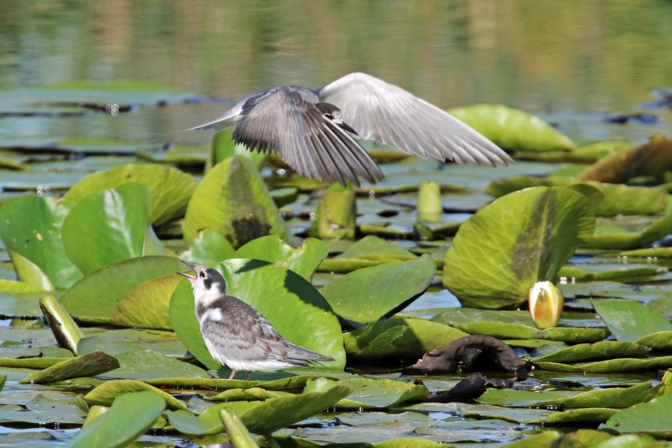 Zwarte sterns (2) - Vogels - 