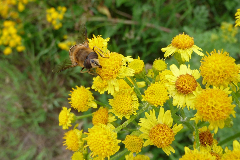 Zweefvlieg 2 - Geleedpotigen - 