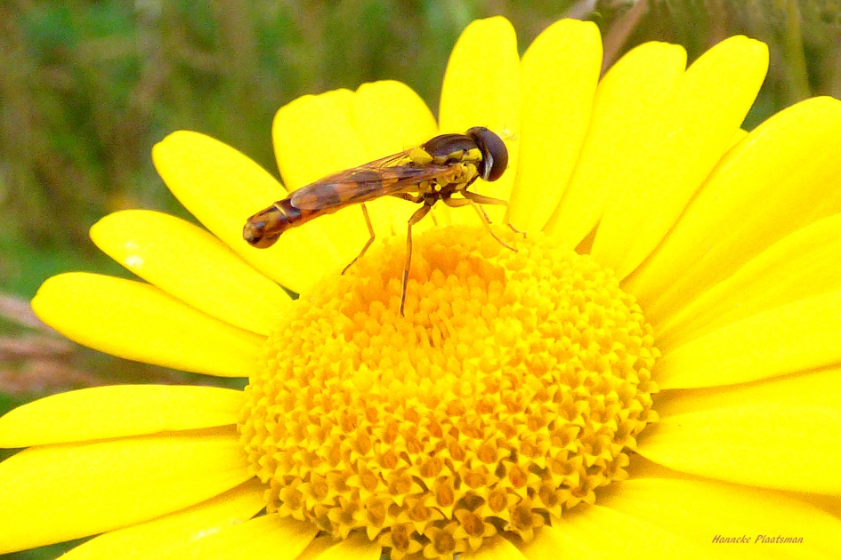 Zweefvlieg - Geleedpotigen - Zweefvlieg.