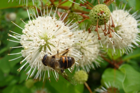 Zweefvlieg op kogelbloem