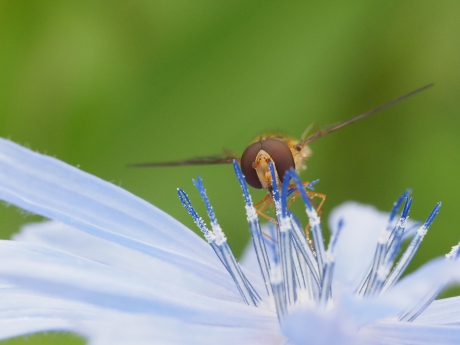 Zweefvlieg op cichorei