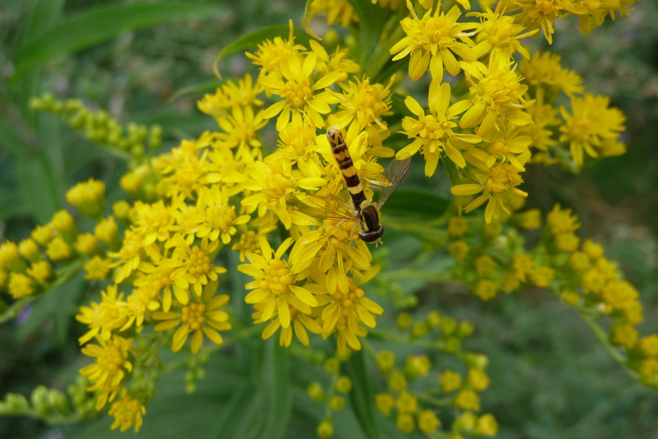 Zweefvliegje - Geleedpotigen - 