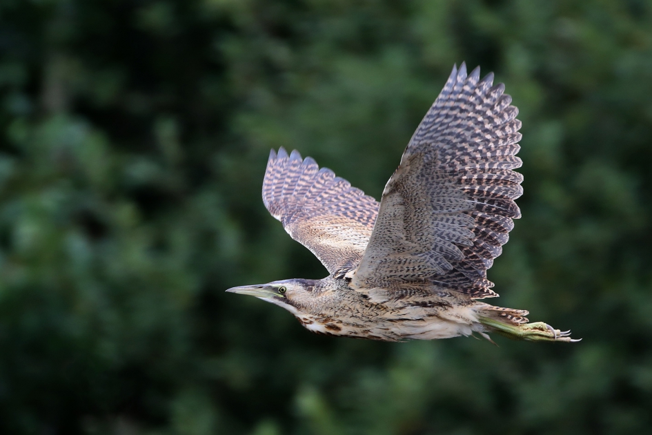 " Laat maar komen ... " - Vogels - Roerdomp