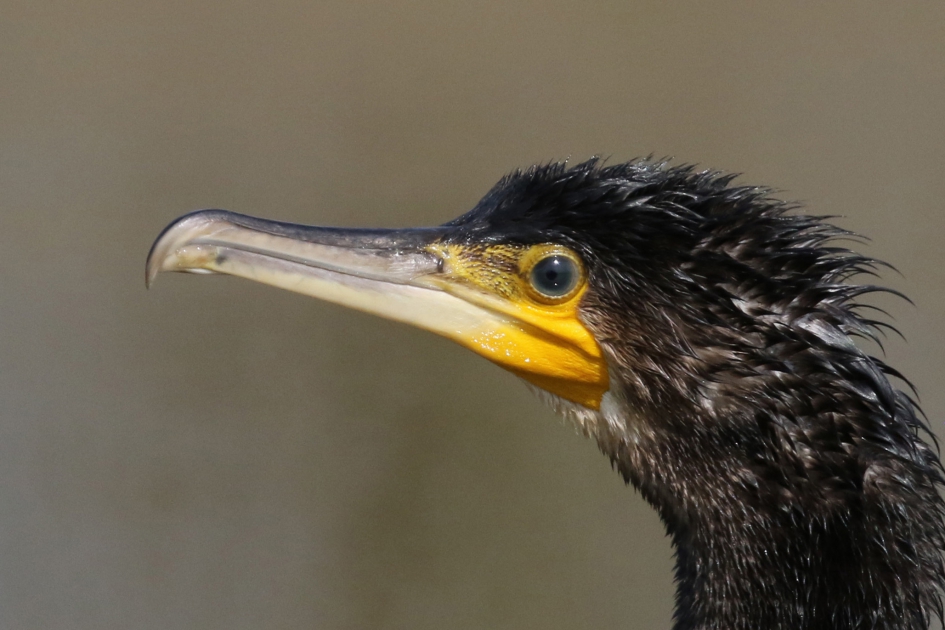 Aalscholver portret - Vogels - 
