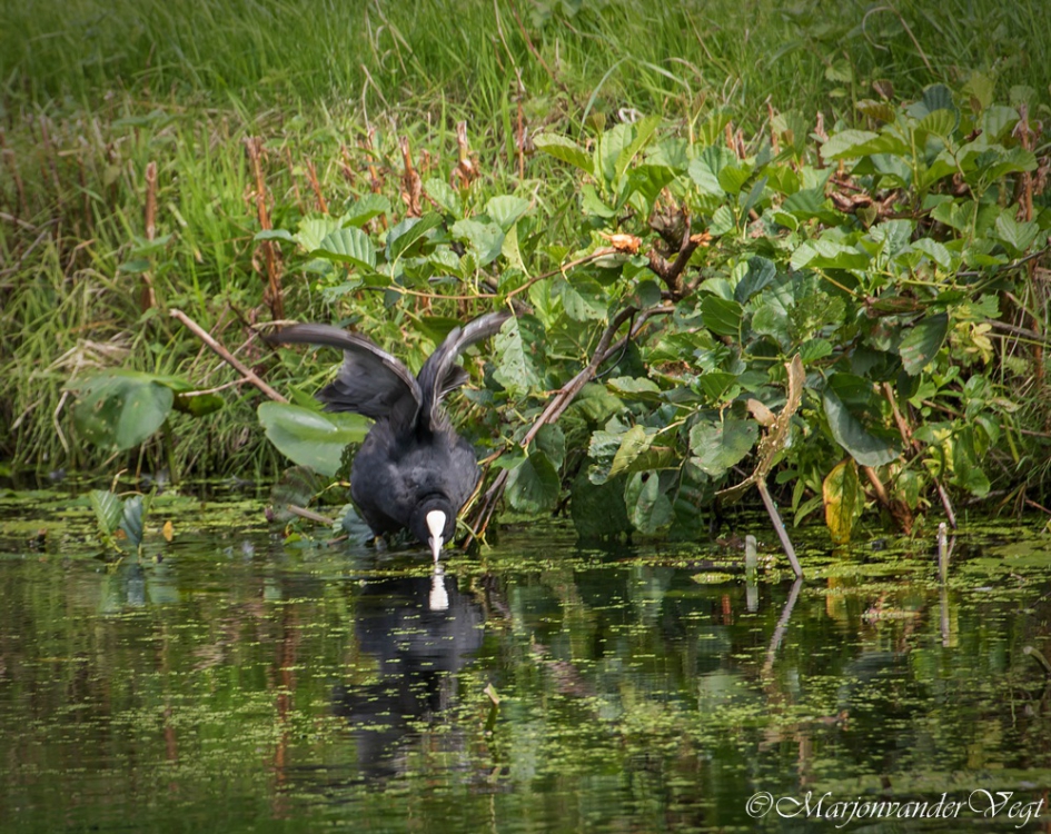 Aerobics - Vogels - meerkoet