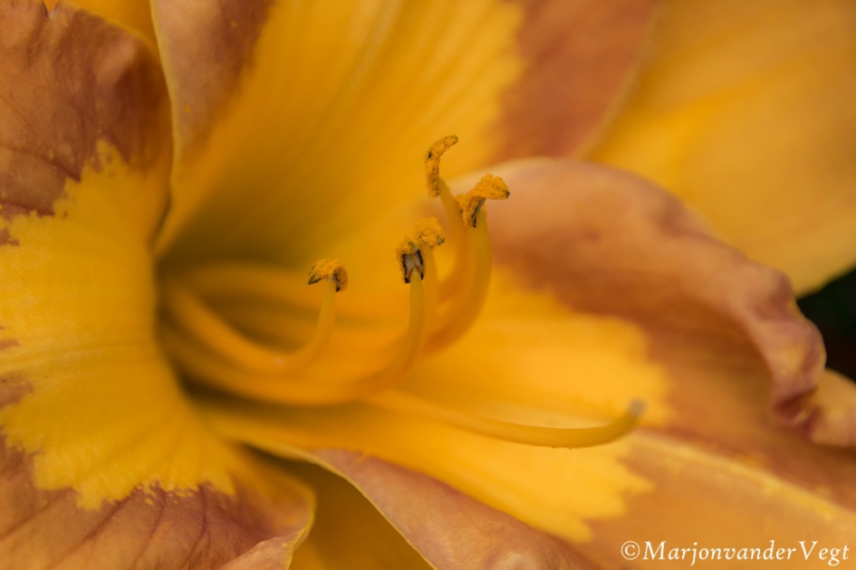 Aliens - Planten - lelie