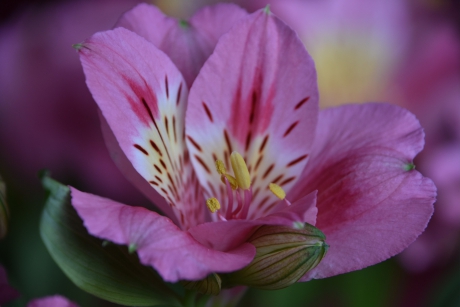 Alstroemeria