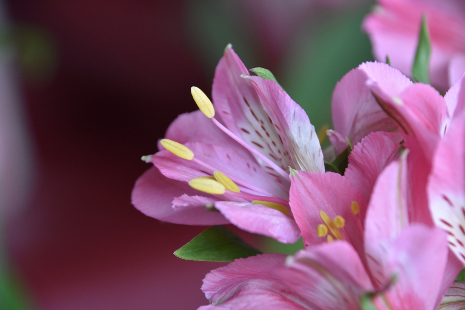 Alstroemeria - Planten - 