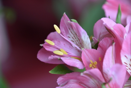 Alstroemeria