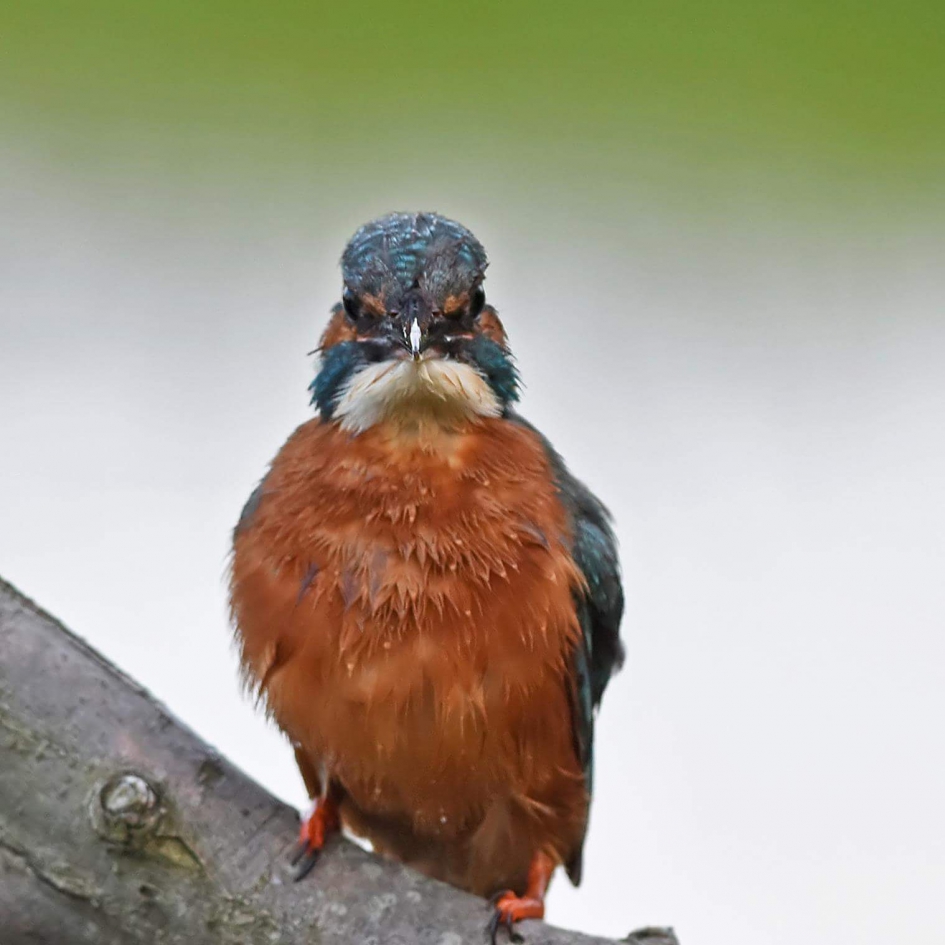 Angry bird. Ijsvogel - Vogels - Ijsvogel