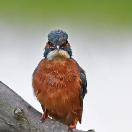 Angry bird. Ijsvogel