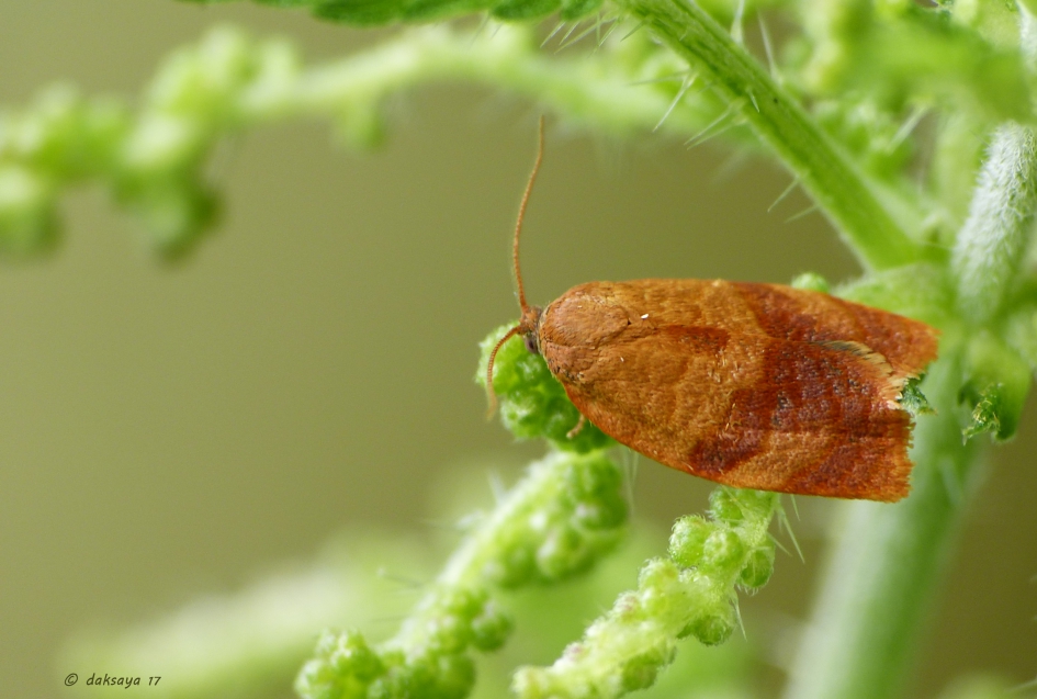 Anjermot - Geleedpotigen - 