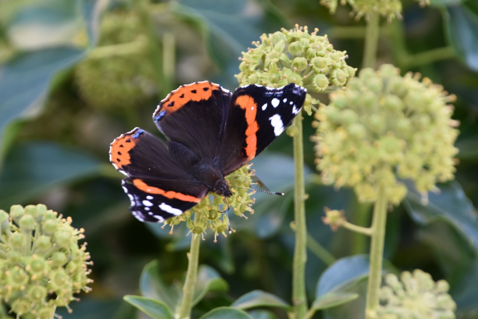 Atalanta - Geleedpotigen - 