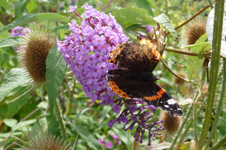 Atalanta - Geleedpotigen - 